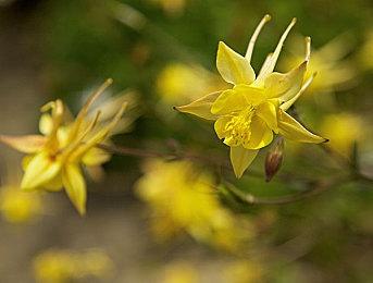 Switch 2今年不会在中美洲和加勒比海地区发售